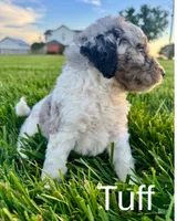 Tuff, a male Miniature Bernedoodle for sale in Laura, OH – 3 of 3