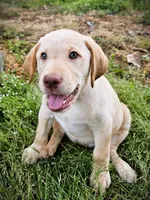 Megan Moroney - Female, Pink Collar, a female Labrador Retriever for sale in Magnolia, TX – Photo 3 of 7