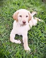 Megan Moroney - Female, Pink Collar, a female Labrador Retriever for sale in Magnolia, TX – Photo 1 of 7