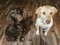 Megan Moroney - Female, Pink Collar, a female Labrador Retriever for sale in Magnolia, TX – Photo 4 of 4