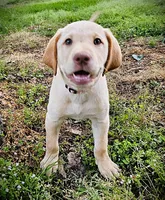 Megan Moroney - Female, Pink Collar, a female Labrador Retriever for sale in Magnolia, TX – Photo 2 of 7