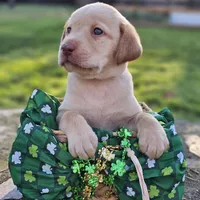 Megan Moroney - Female, Pink Collar, a female Labrador Retriever for sale in Magnolia, TX – Photo 4 of 7