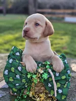 Megan Moroney - Female, Pink Collar, a female Labrador Retriever for sale in Magnolia, TX – Photo 1 of 4