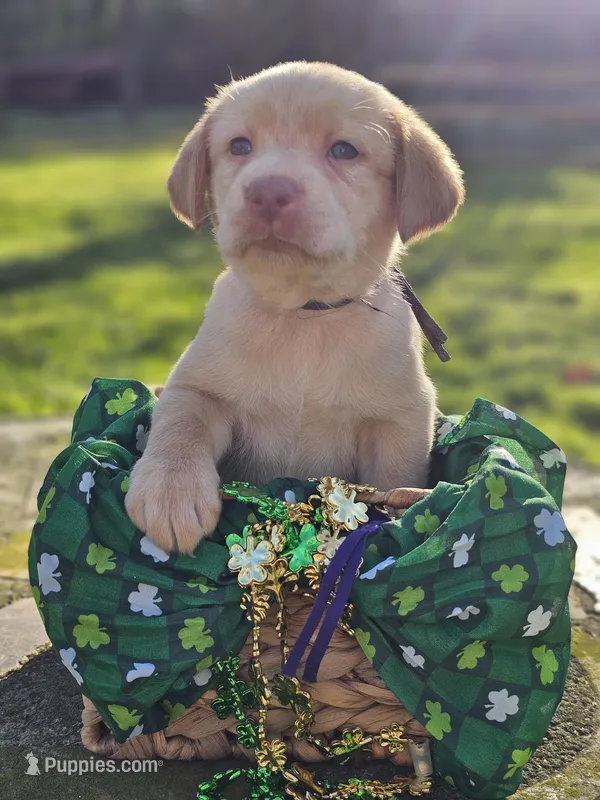 Lainey Wilson - Female, Purple Collar