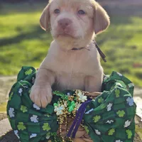 Lainey Wilson - Female, Purple Collar, a female Labrador Retriever for sale in Magnolia, TX – Photo 1 of 4