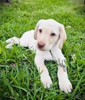 Randall King - Male, Orange Collar, a male Labrador Retriever for sale in Magnolia, TX – Photo 2 of 8