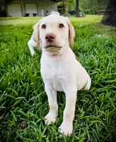 Randall King - Male, Orange Collar, a male Labrador Retriever for sale in Magnolia, TX – Photo 3 of 8