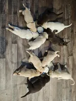 Randall King - Male, Orange Collar, a male Labrador Retriever for sale in Magnolia, TX – Photo 4 of 4