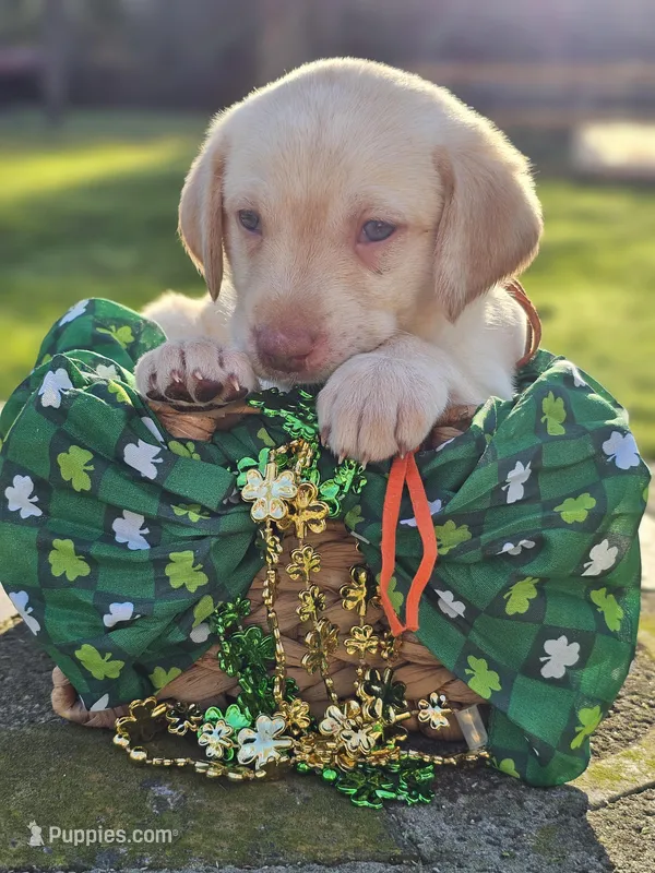 Randall King - Male, Orange Collar