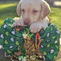 Randall King - Male, Orange Collar, a male Labrador Retriever for sale in Magnolia, TX – Photo 5 of 8