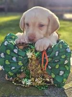 Randall King - Male, Orange Collar, a male Labrador Retriever for sale in Magnolia, TX – Photo 1 of 4