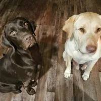 Randall King - Male, Orange Collar, a male Labrador Retriever for sale in Magnolia, TX – Photo 6 of 8