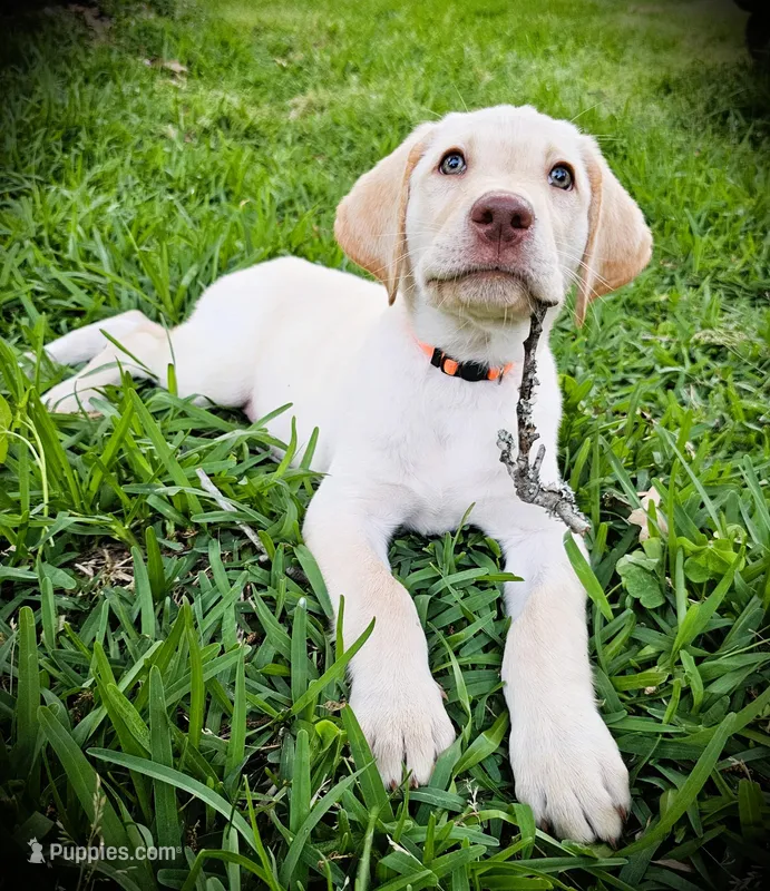 Randall King - Male, Orange Collar – Labrador Retriever puppy for sale in Magnolia, TX