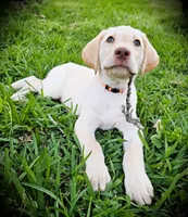 Randall King - Male, Orange Collar, a male Labrador Retriever for sale in Magnolia, TX – Photo 1 of 8