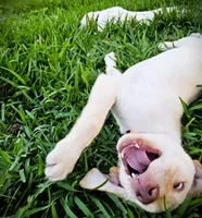 Randall King - Male, Orange Collar, a male Labrador Retriever for sale in Magnolia, TX – Photo 4 of 8