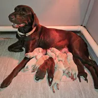 Braxton Keith - Male, Brown Collar, a male Labrador Retriever for sale in Magnolia, TX – Photo 6 of 8