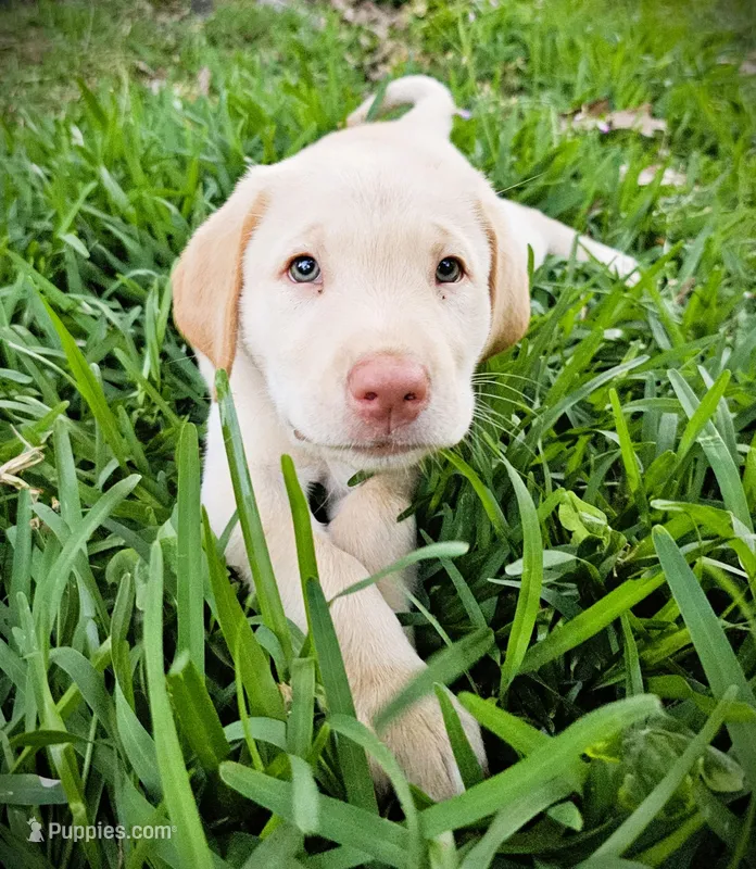 Braxton Keith - Male, Brown Collar – Labrador Retriever puppy for sale in Magnolia, TX