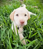 Braxton Keith - Male, Brown Collar, a male Labrador Retriever for sale in Magnolia, TX – Photo 1 of 8