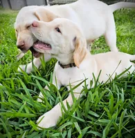 Braxton Keith - Male, Brown Collar, a male Labrador Retriever for sale in Magnolia, TX – Photo 4 of 8