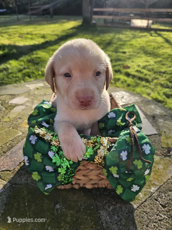 Braxton Keith - Male, Brown Collar