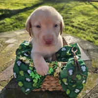 Braxton Keith - Male, Brown Collar, a male Labrador Retriever for sale in Magnolia, TX – Photo 5 of 8