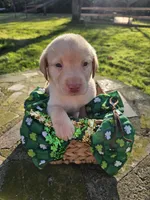 Braxton Keith - Male, Brown Collar, a male Labrador Retriever for sale in Magnolia, TX – Photo 1 of 4