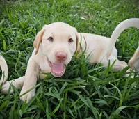 Braxton Keith - Male, Brown Collar, a male Labrador Retriever for sale in Magnolia, TX – Photo 2 of 8
