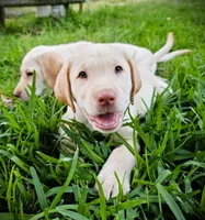 Braxton Keith - Male, Brown Collar, a male Labrador Retriever for sale in Magnolia, TX – Photo 3 of 8
