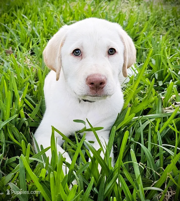 Zack Top (Male, Black Collar) – Labrador Retriever puppy for sale in Magnolia, TX