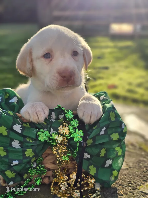 Zack Top (Male, Black Collar)