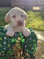 Zack Top (Male, Black Collar), a male Labrador Retriever for sale in Magnolia, TX – Photo 1 of 4