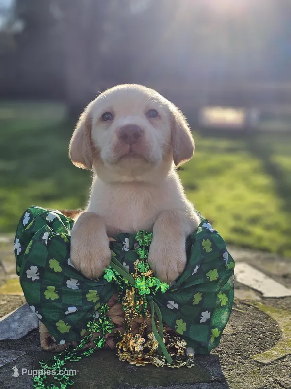 Morgan Wallen - Male, Green Collar