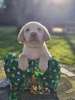 Morgan Wallen - Male, Green Collar, a male Labrador Retriever for sale in Magnolia, TX – Photo 1 of 4
