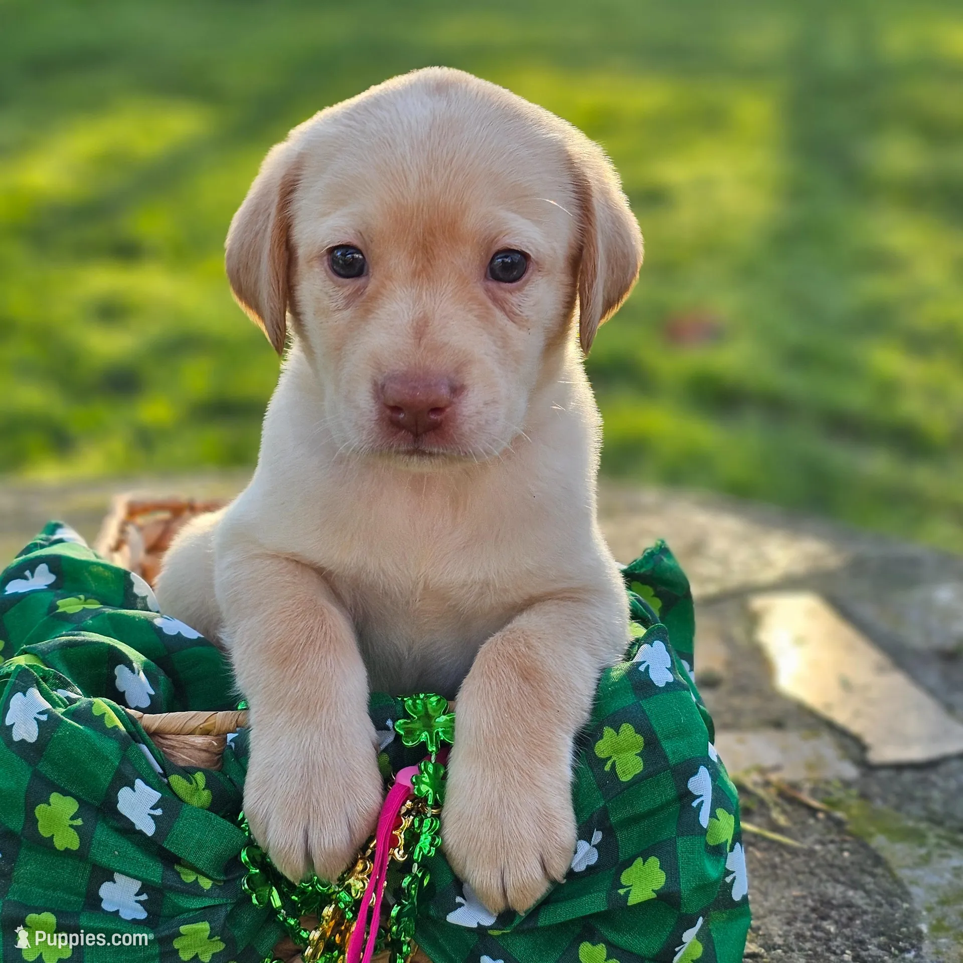 Ella Langley - Female, Hot Pink Collar