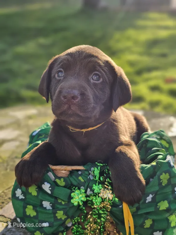 Parker McCollum - Male, Yellow Collar