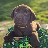 Parker McCollum - Male, Yellow Collar, a male Labrador Retriever for sale in Magnolia, TX – Photo 1 of 4