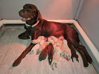 Priscilla Block - Female, White Collar, a female Labrador Retriever for sale in Magnolia, TX – Photo 2 of 4