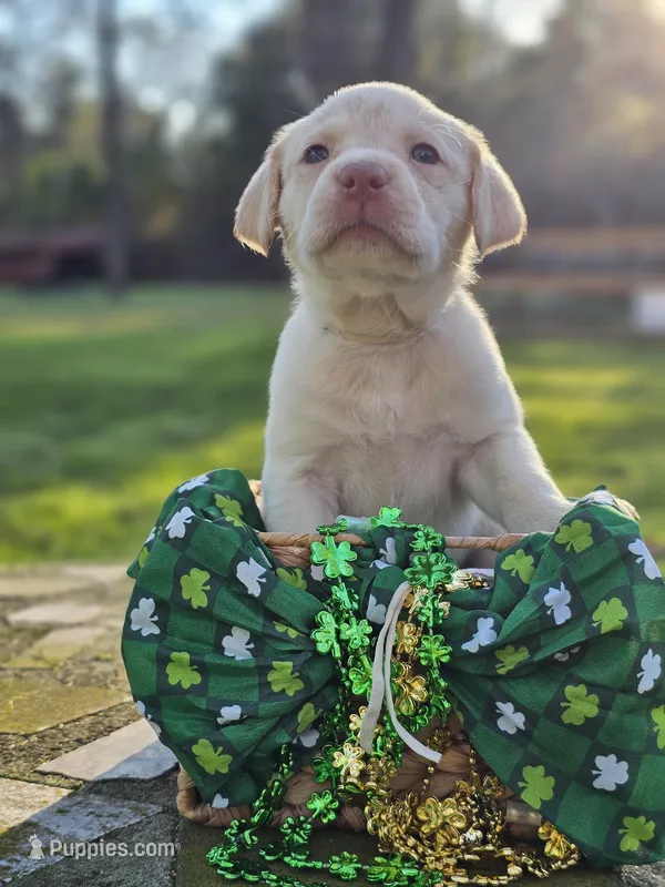 Priscilla Block - Female, White Collar