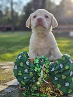 Priscilla Block - Female, White Collar, a female Labrador Retriever for sale in Magnolia, TX – Photo 1 of 4