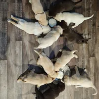 Riley Green - Male, Blue Collar, a male Labrador Retriever for sale in Magnolia, TX – Photo 3 of 4