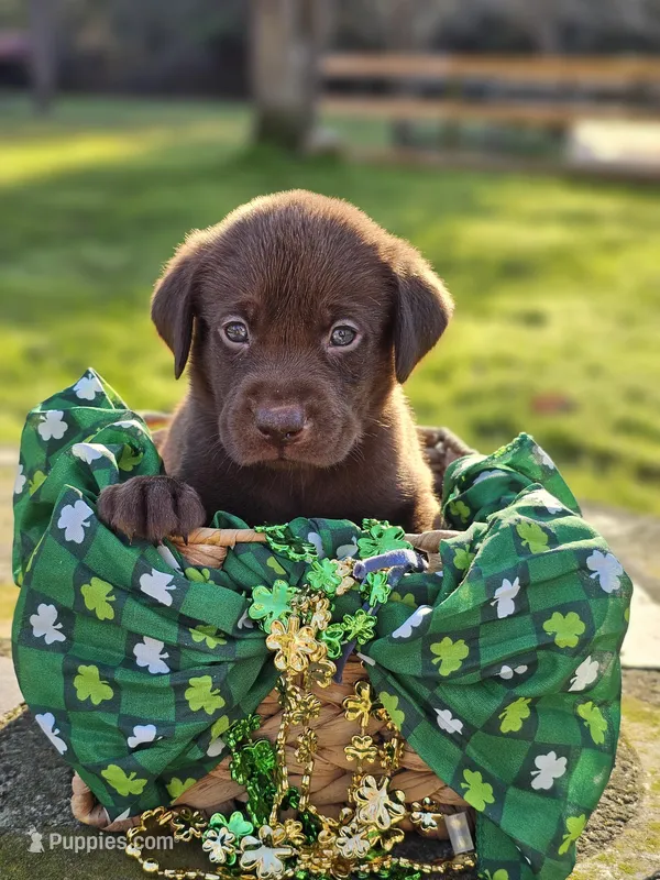 Riley Green - Male, Blue Collar – Labrador Retriever puppy for sale in Magnolia, TX