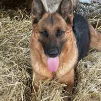 Female Pink Collar, a female German Shepherd Dog for sale in Loami, IL – Photo 5 of 8