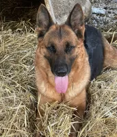 Female Pink Collar, a female German Shepherd Dog for sale in Loami, IL – Photo 5 of 9