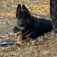 Female Pink Collar, a female German Shepherd Dog for sale in Loami, IL – Photo 2 of 8