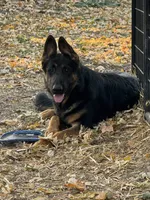 Female Pink Collar, a female German Shepherd Dog for sale in Loami, IL – Photo 4 of 9