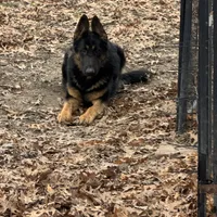 Female Pink Collar, a female German Shepherd Dog for sale in Loami, IL – Photo 3 of 8