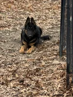 Female Pink Collar, a female German Shepherd Dog for sale in Loami, IL – Photo 2 of 9