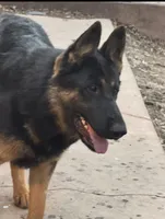 Female Pink Collar, a female German Shepherd Dog for sale in Loami, IL – Photo 4 of 8