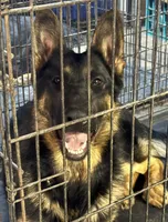 Female Pink Collar, a female German Shepherd Dog for sale in Loami, IL – Photo 1 of 9