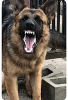 Female Pink Collar, a female German Shepherd Dog for sale in Loami, IL – Photo 7 of 9